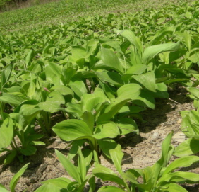 명이나물 효능 부작용 고르는법 영양성분 먹는법