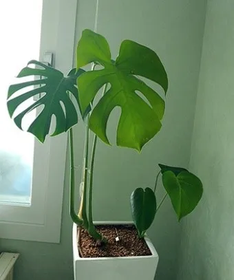 고양이에게 해로운 식물_5