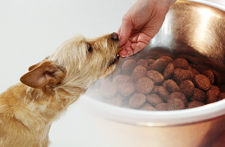 반려동물이 주인이 주는 사료를 먹고있다. 사료에 들어있는 방부제는 정말 나쁜것일까?