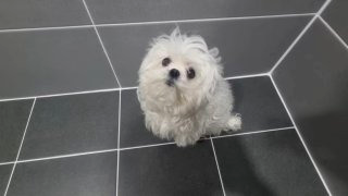 구성환 꽃분이 나이 프로필 사망 나혼산 국토대장정