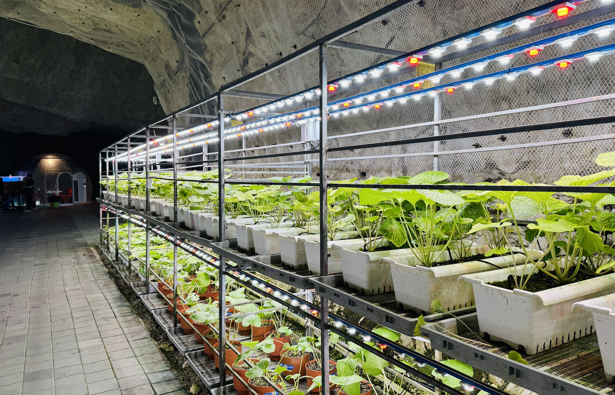 충주 활옥동굴 내부