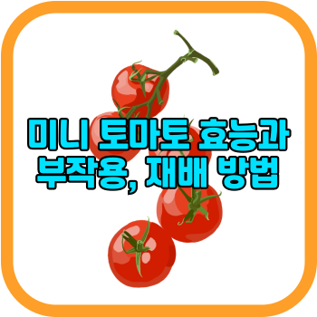 미니 토마토 효능과 부작용, 재배 방법