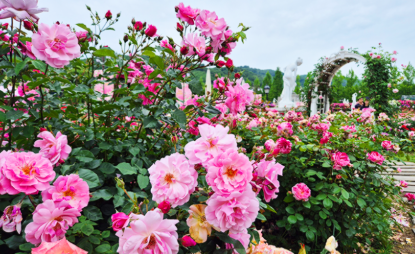 2025 에버랜드 로로티 장미축제 완벽 가이드 &ndash; 티파티부터 굿즈까지!