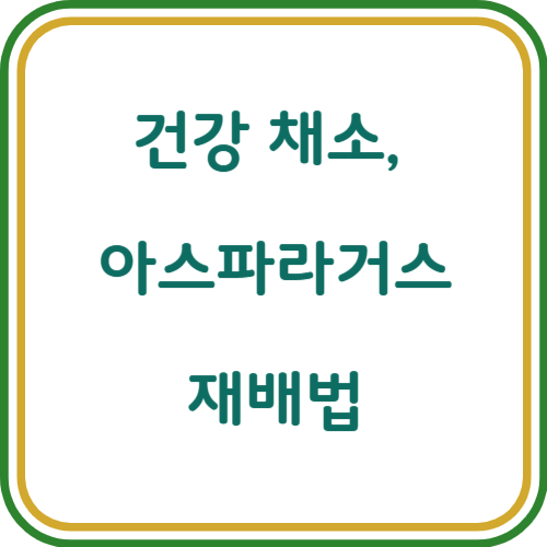 아스파라거스 키우기