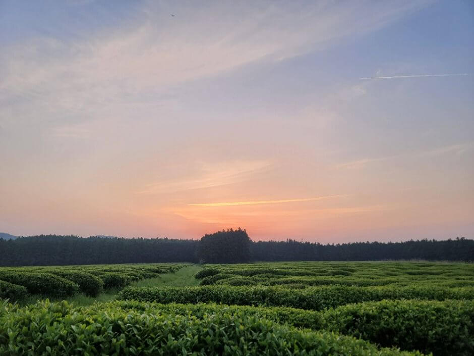 2025 와일드 오차드 티 페스티벌, 제주 자연 속에서 차 한 잔의 여유!