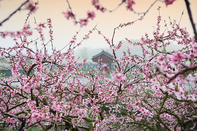 경주 벚꽃 축제