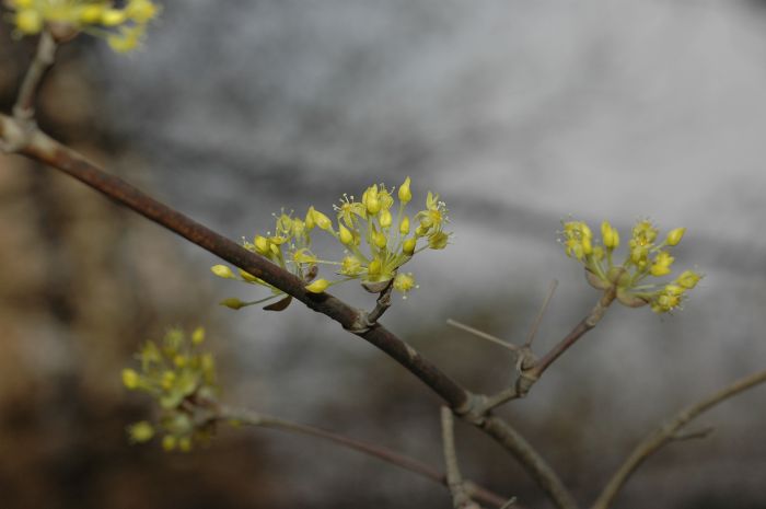 산수유