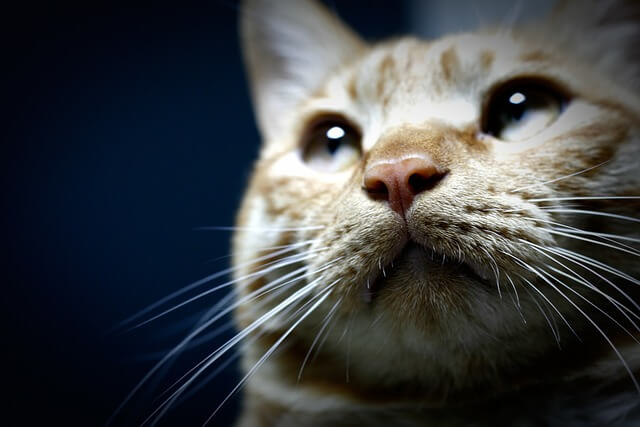 반려동물 장례지도사