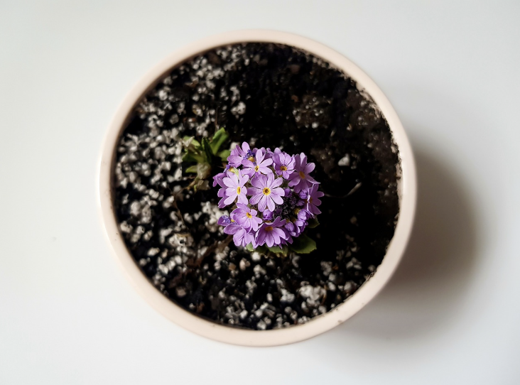 소소한 플랜팅 – 내 방에 작은 식물 하나 키우기