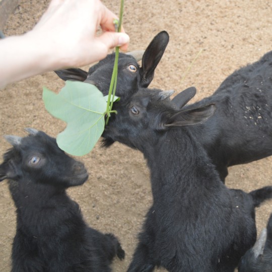 동물먹이주기 체험 