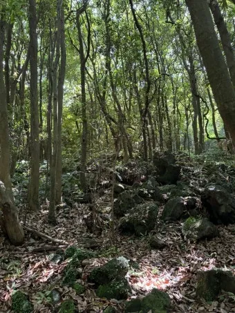 제주 곶자왈 숲길 산책 원시림 초록 힐링 여행_51