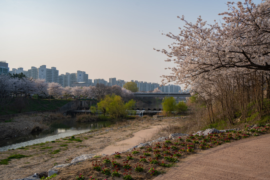황구지천 벚꽃 산책로