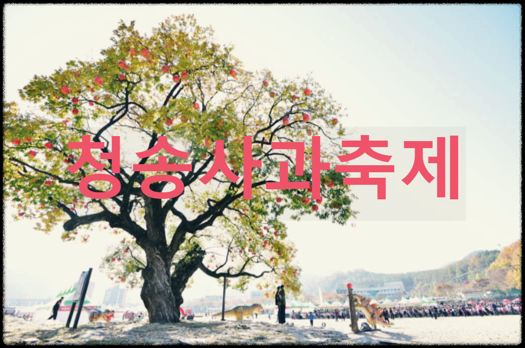 청송사과축제