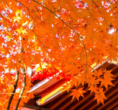 가을에 피는 꽃 단풍나무