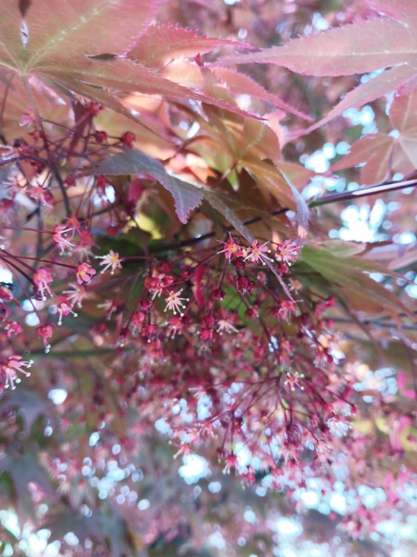 선인재단 빨간꽃