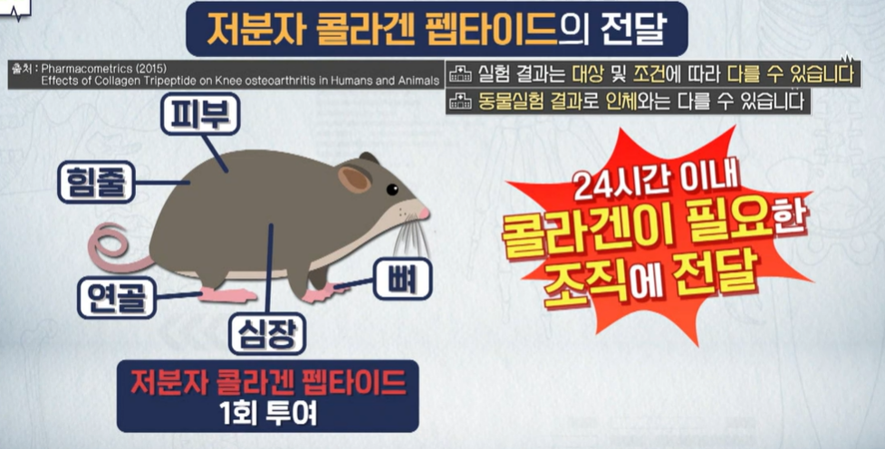 저분자 콜라겐 펩타이드 효능