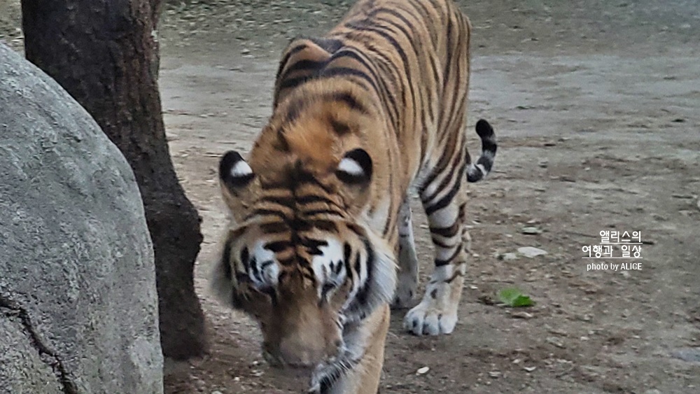 에버랜드 사파리 월드 꿀팁 (예약, 트램 좌석), 자유이용권 할인
