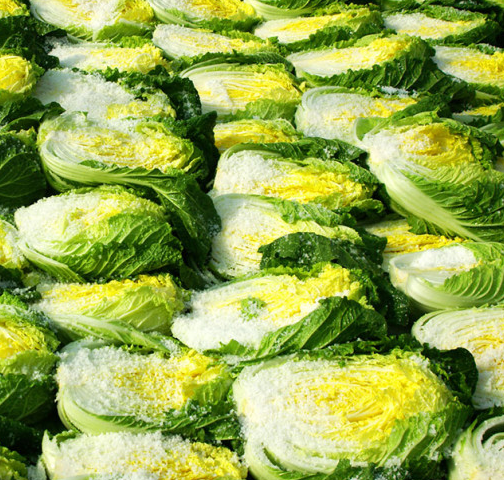 절임배추 만드는 법