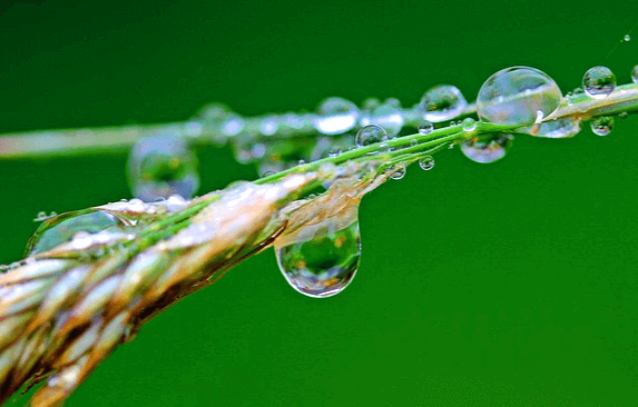 벼줄기에 투명한 빗방울들이 가득 매달렸다.