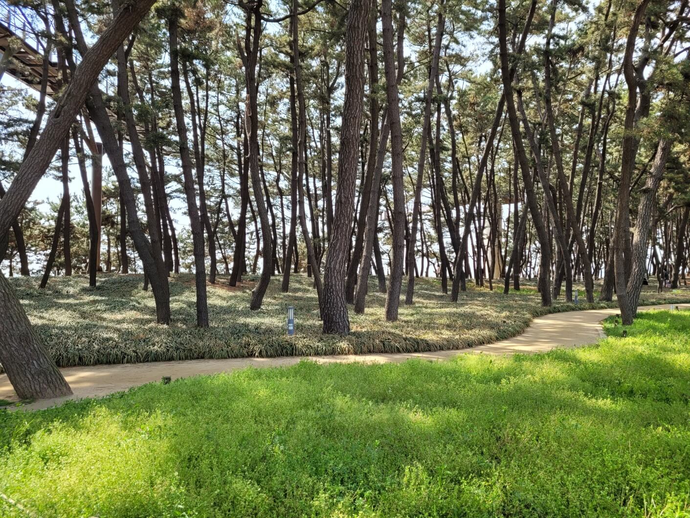 산림욕장 소나무
