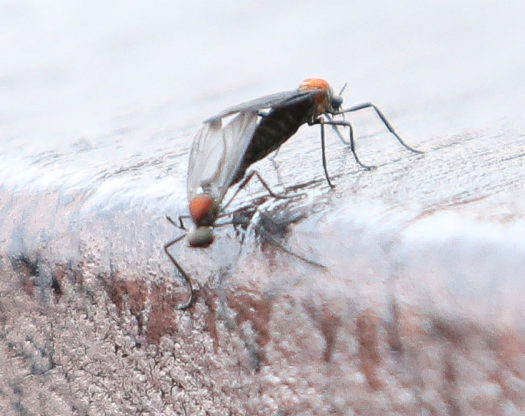 러브버그 시기 뜻 익충 이유 장마 퇴치 방역 예방법 총정리 3