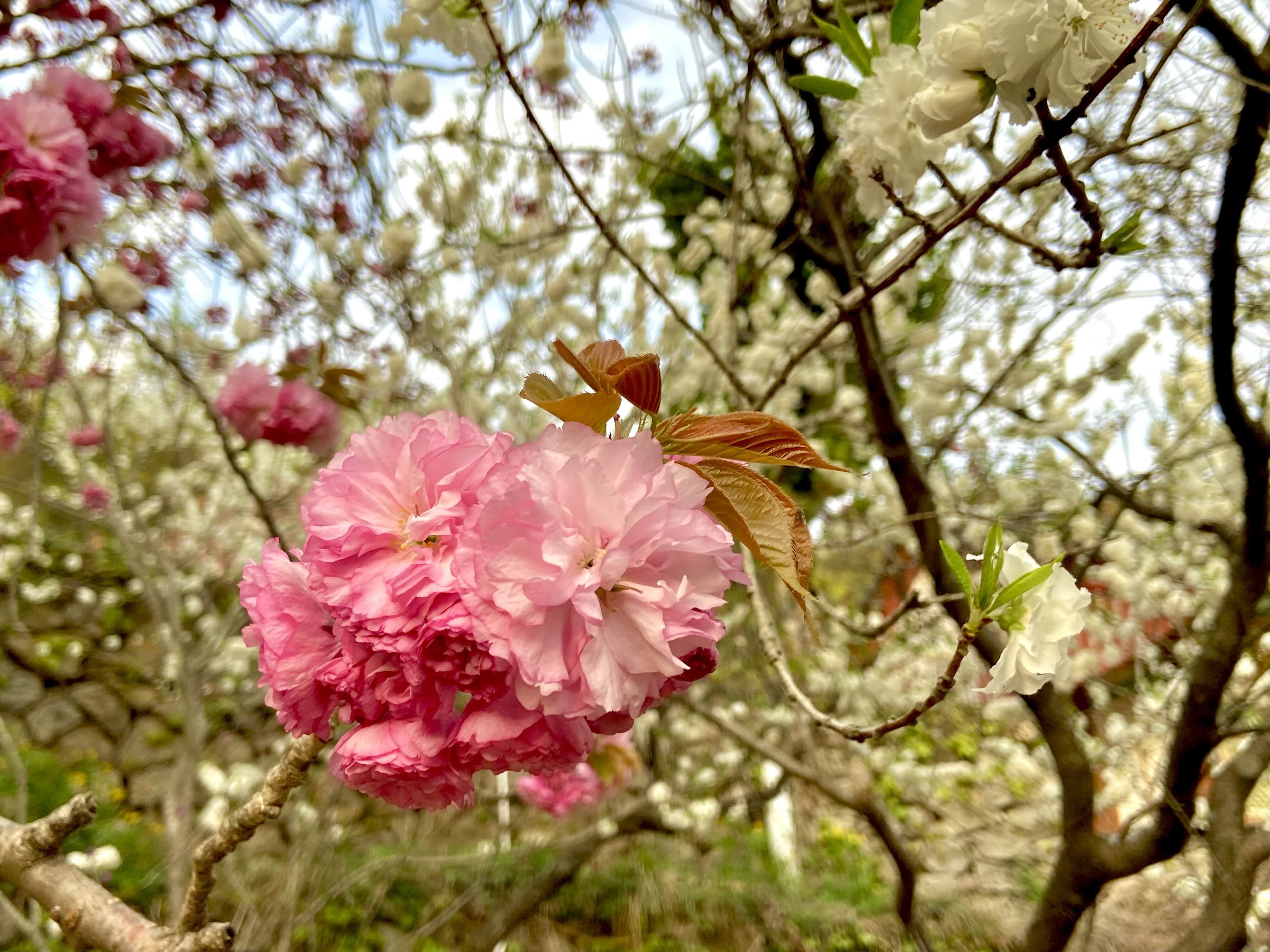 서산 겹벚꽃