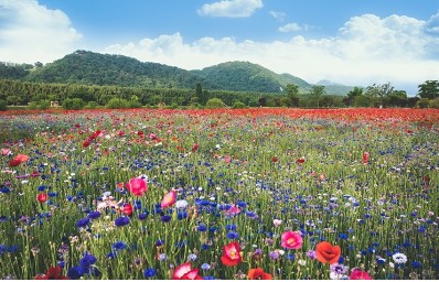 울산 태화강 국가정원 내 양귀비
