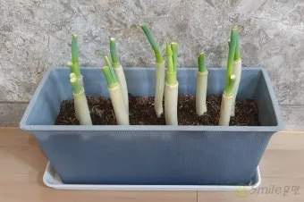 텃밭 대파 키우는 방법 파종 시기_15