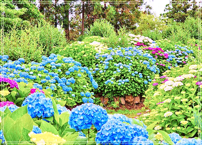 생방송 오늘저녁 제주, 조천 7월 수국 축제 명소, 수국정원, 인생사진, 디저트 카페 맛집