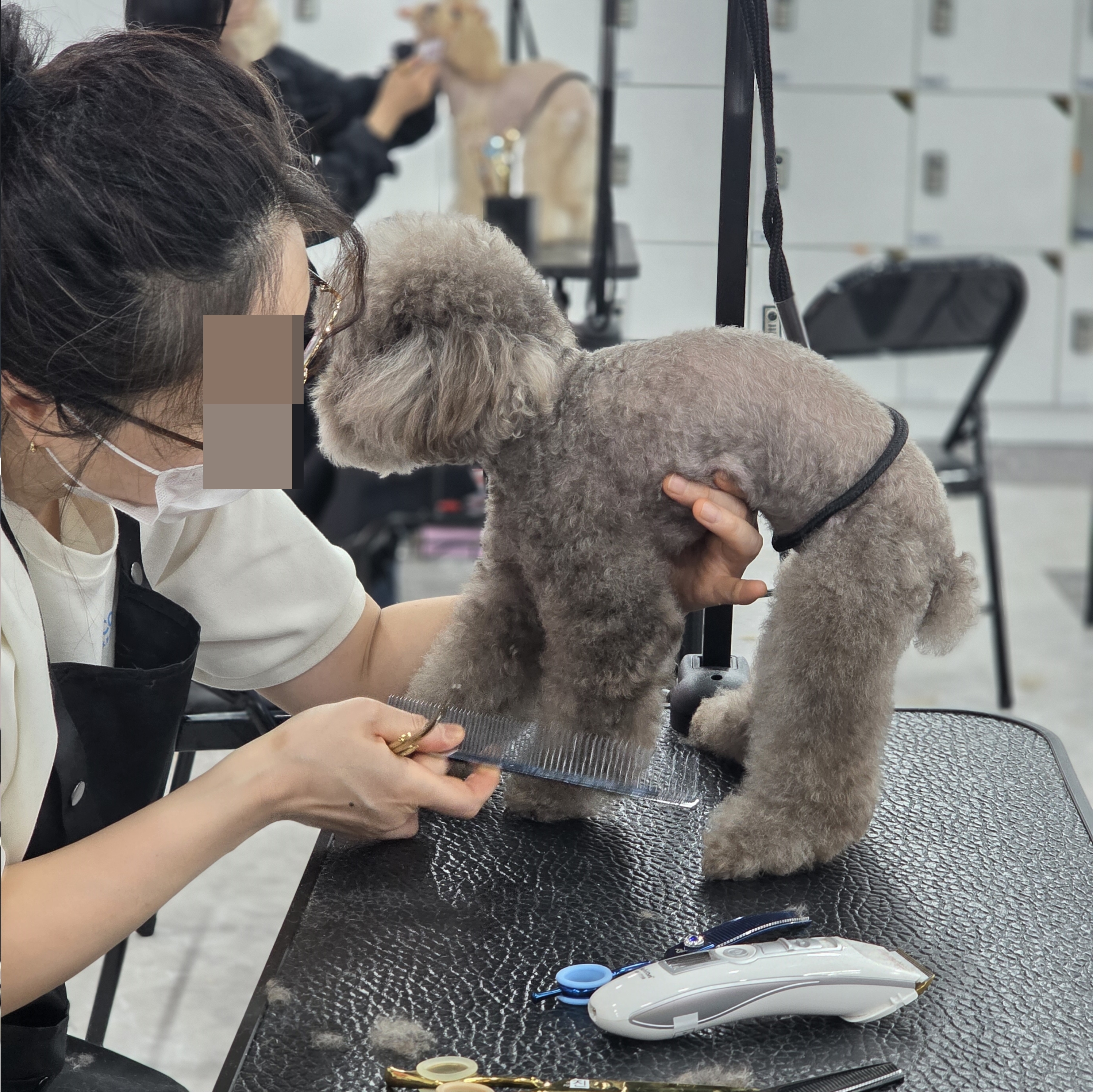 대전 유성구애견미용학원