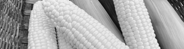 초당 옥수수 먹는 방법, 초당옥수수 찌는법