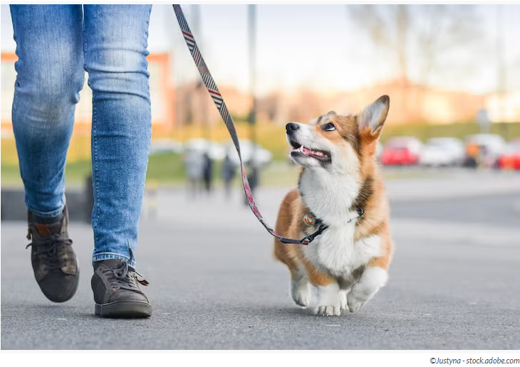 반려견 산책 (루틴 형성, 스트레스 해소, 실전 적용)