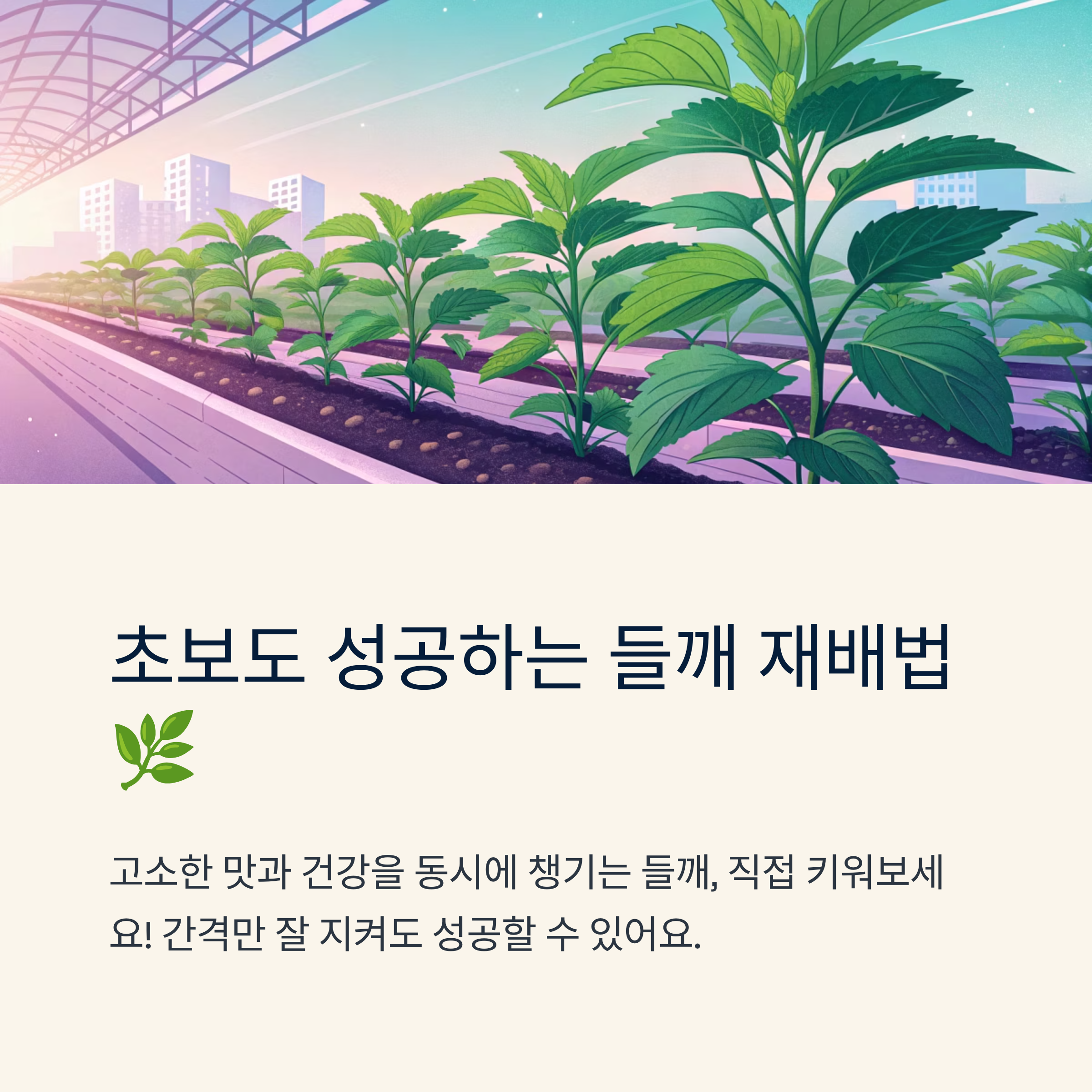 들깨심는간격 초보도 성공하는 재배법