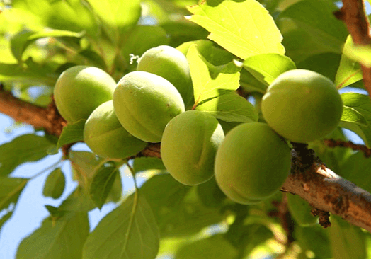 나무에 연두색 매실 7개가 매달려 있다. 연두색 나뭇잎들이 주위에 가득하고 햇살을 받고 있다.