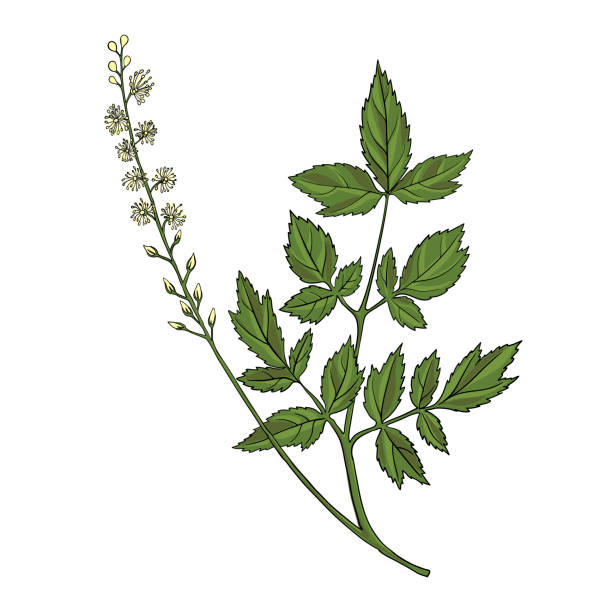 블랙 코호시(Black Cohosh) 효능