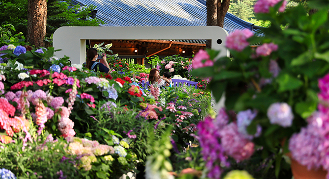 아침고요 수국 전시회 축제