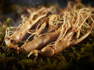 산삼배양근 효능 총정리 2