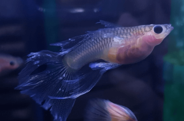 구피 질병 증상(백점병&amp;#44; 마우스펑기&amp;#44; 솔방울병 등)