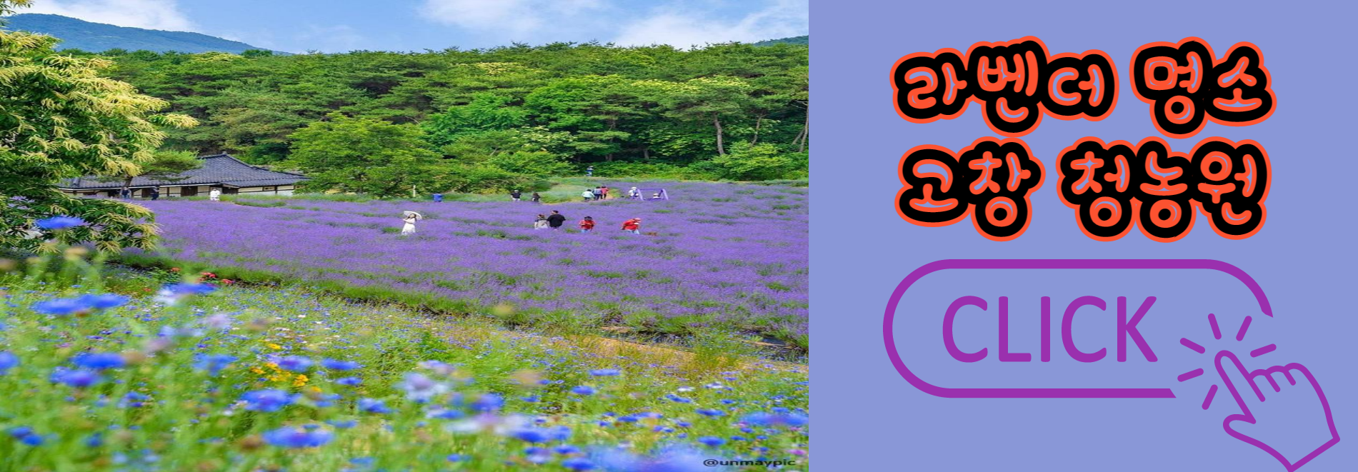 라벤더 명소 개화시기 꽃말