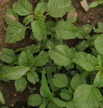 비름나물의 효능 부작용 고르는법 먹는법