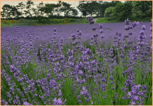 고창 청농원 라벤더 축제