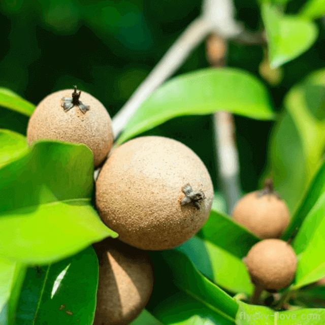 열대 과일 사포딜라