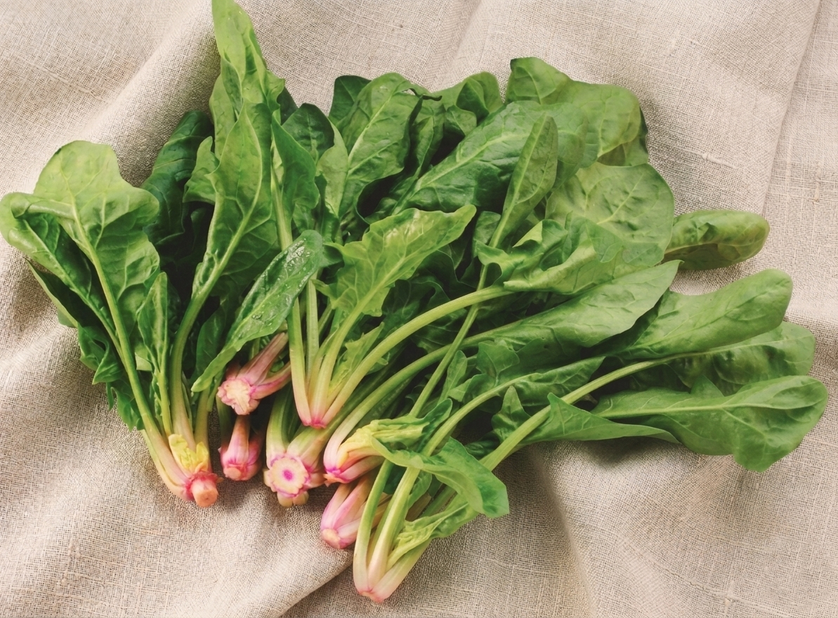 뿌리 부분이 선명한 붉은색을 띠는 싱싱한 포항초 .