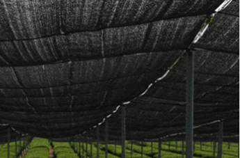 녹차 말차 차이