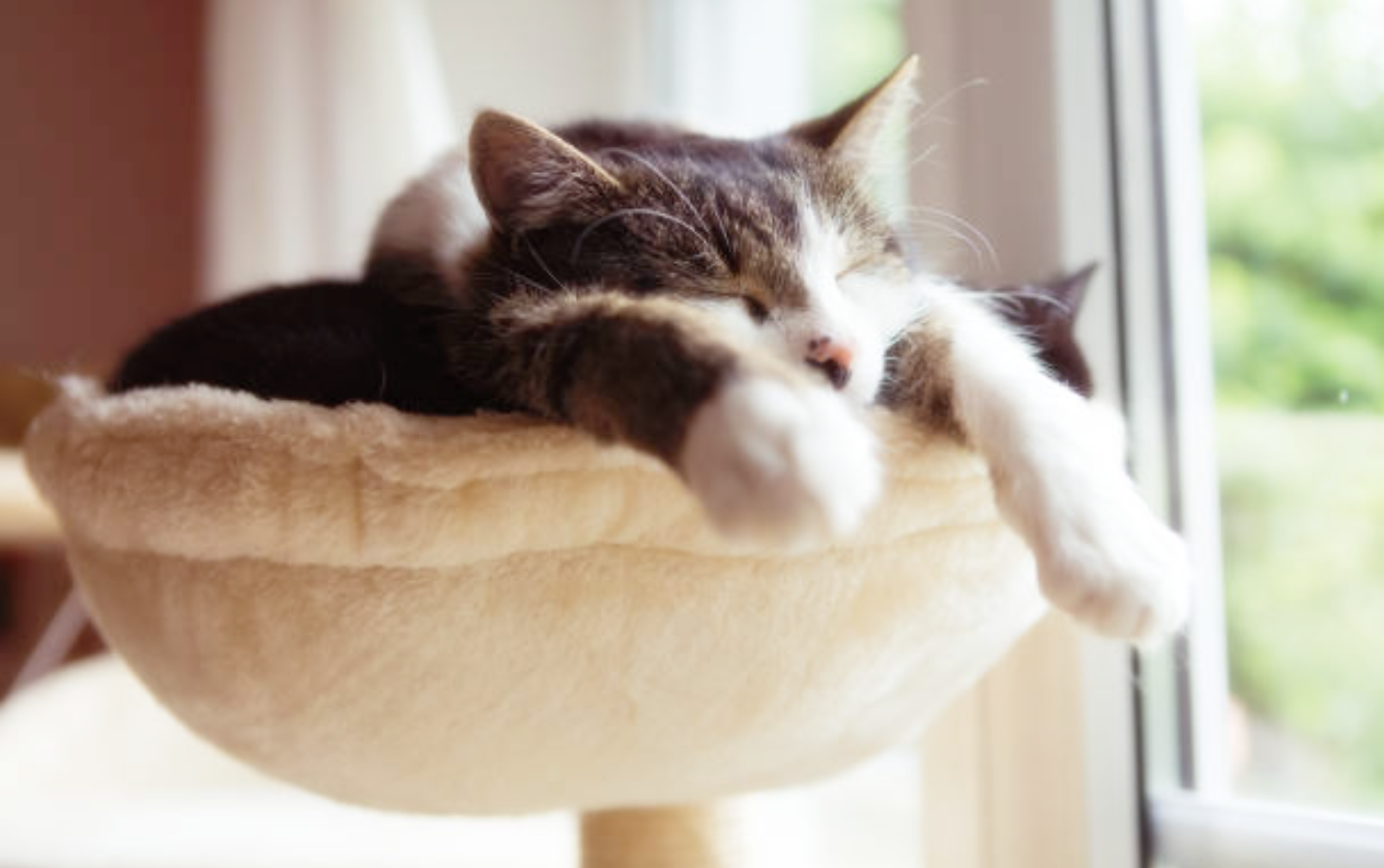 고양이가 스트레스를 받을 때 나타나는 증상들