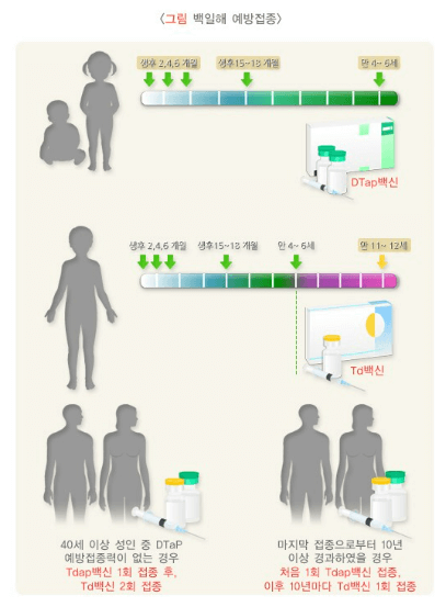 성인 백일해 기본 정보 증상 검사 격리에 대해 알아보기