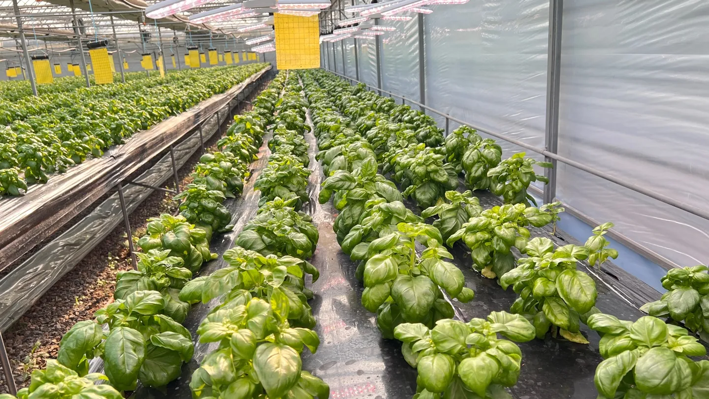 바질 재배 실내 재배 가지 치기 잎 수확_5