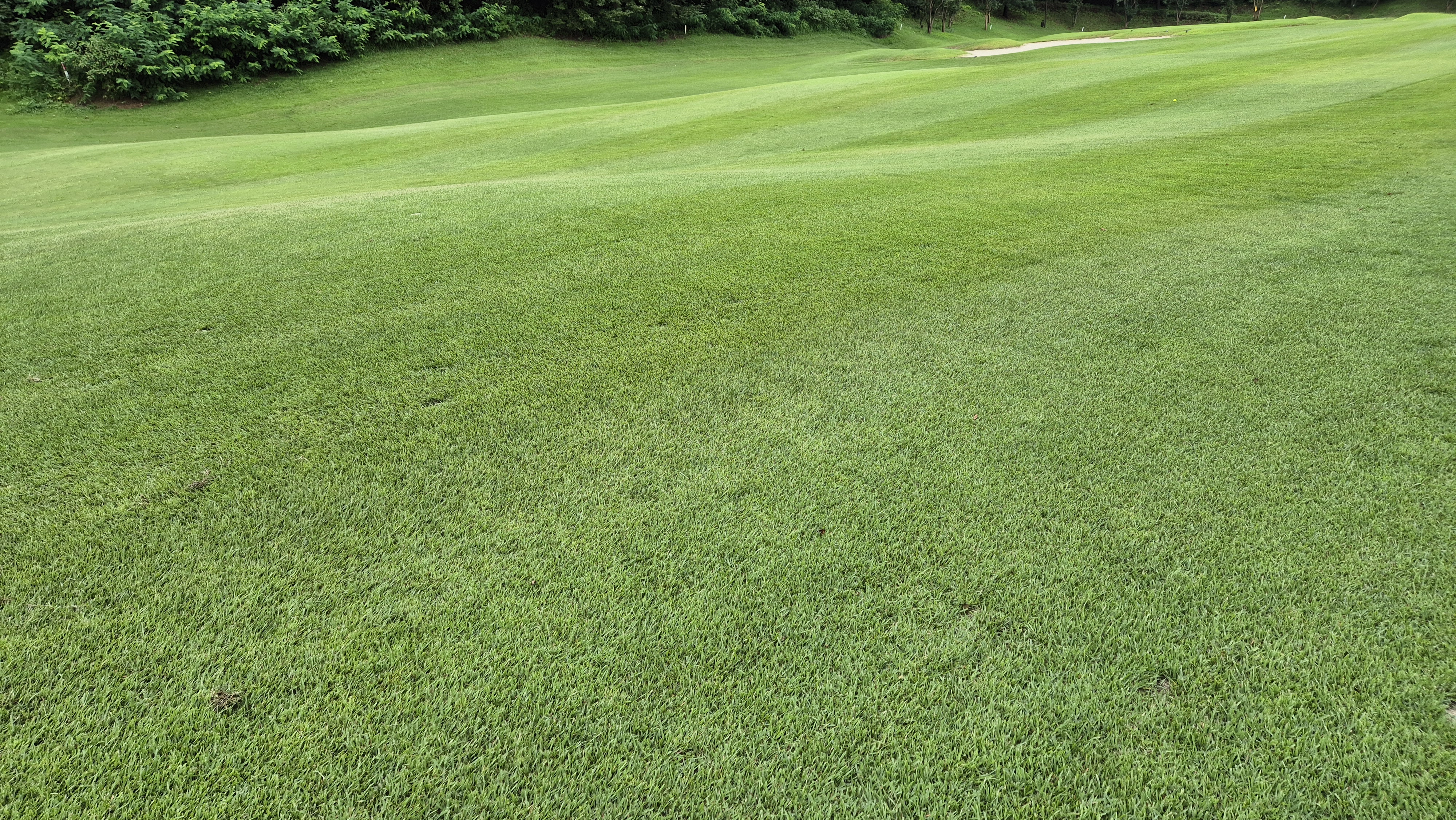 뉴서울cc 예술in-문화in 코스 라운드 후기