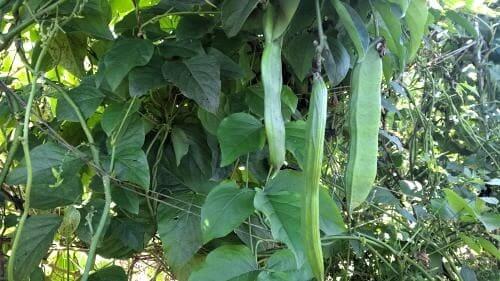 작두콩-재배법-지주대-설치-순지르기-적심-수확방법