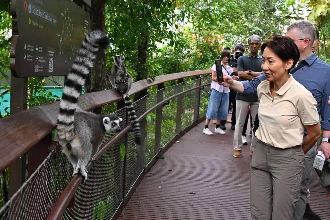 여우원숭이